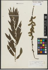 Foto von Salix purpurea L. x Salix viminalis L.